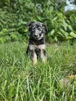 Abby, a female German Shepherd Dog for sale in Dundee, OH – 1 of 9