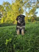 Rita's litter , a male German Shepherd Dog for sale in Dundee, OH – 8 of 10