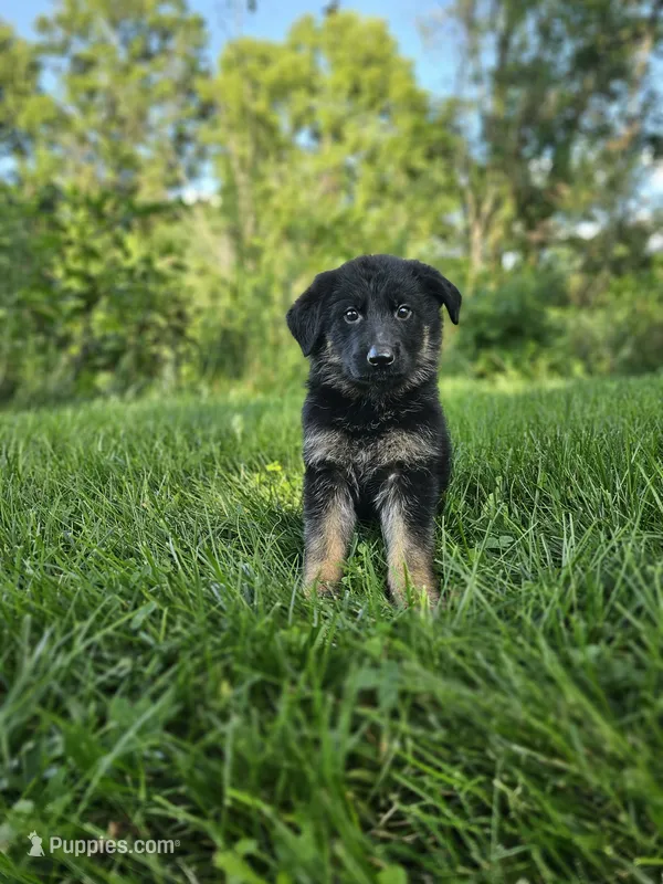 Jack – German Shepherd Dog puppy for sale in Dundee, OH