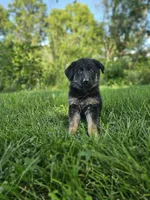 Jack, a male German Shepherd Dog for sale in Dundee, OH – 1 of 9