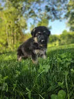 Rita's litter , a male German Shepherd Dog for sale in Dundee, OH – 3 of 10