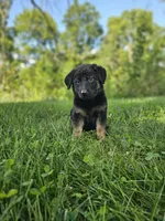 Mindy, a female German Shepherd Dog for sale in Dundee, OH – 2 of 8