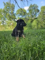 Mindy, a female German Shepherd Dog for sale in Dundee, OH – 6 of 8