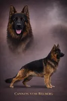 Rita's litter , a male German Shepherd Dog for sale in Dundee, OH – 6 of 10