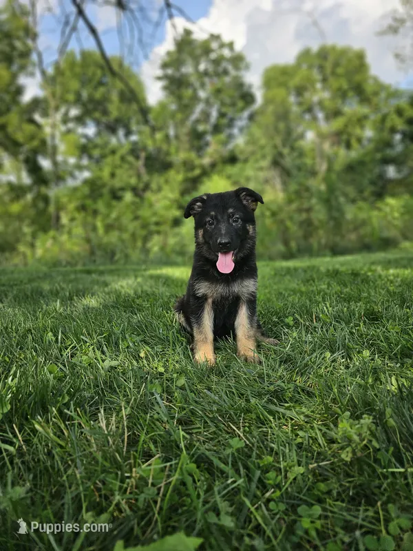 Abby – German Shepherd Dog puppy for sale in Dundee, OH
