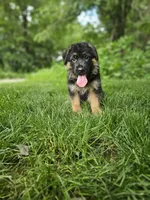 Milo, a male German Shepherd Dog for sale in Dundee, OH – 3 of 8