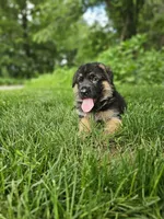 Milo, a male German Shepherd Dog for sale in Dundee, OH – 4 of 8