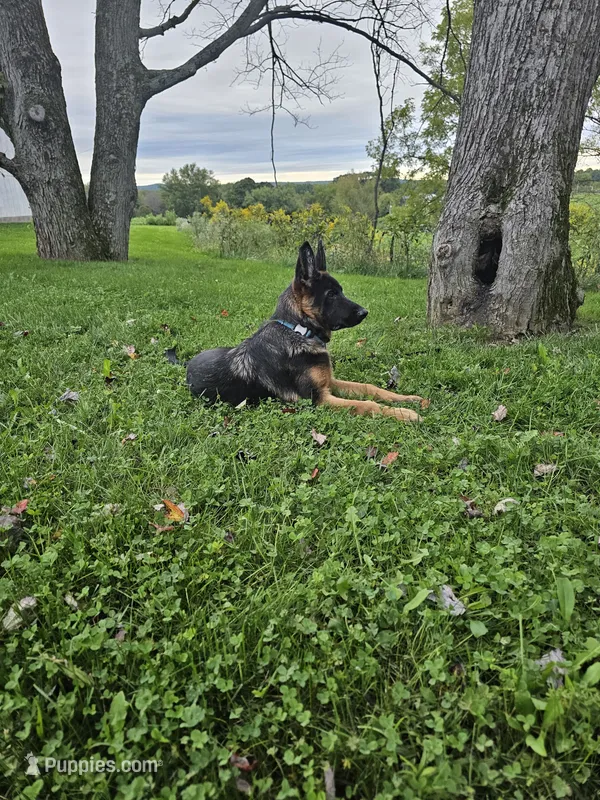Joe – German Shepherd Dog puppy for sale in Dundee, OH