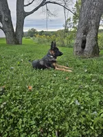 Joe, a male German Shepherd Dog for sale in Dundee, OH – 1 of 6