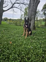 Joe, a male German Shepherd Dog for sale in Dundee, OH – 3 of 6