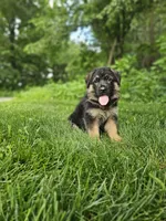 Milo, a male German Shepherd Dog for sale in Dundee, OH – 5 of 8