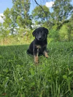 Mindy, a female German Shepherd Dog for sale in Dundee, OH – 5 of 8