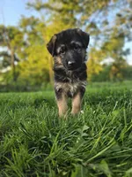 Rita's litter , a male German Shepherd Dog for sale in Dundee, OH – 9 of 10