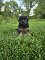 Penny , a female German Shepherd Dog for sale in Dundee, OH – 5 of 8