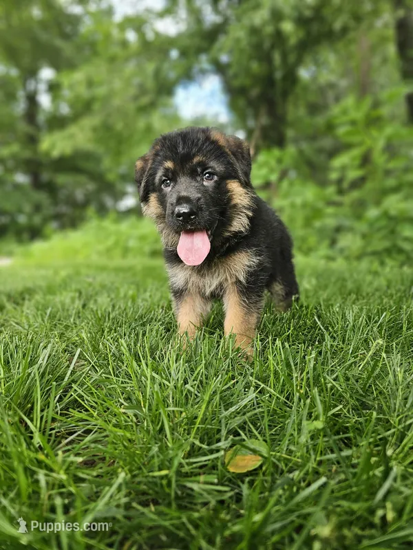 Milo – German Shepherd Dog puppy for sale in Dundee, OH