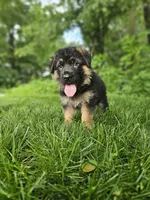 Milo, a male German Shepherd Dog for sale in Dundee, OH – 1 of 8