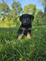 Sally, a female German Shepherd Dog for sale in Dundee, OH – 3 of 9
