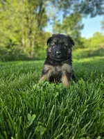 Rita's litter , a male German Shepherd Dog for sale in Dundee, OH – 7 of 10