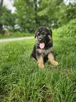 Milo, a male German Shepherd Dog for sale in Dundee, OH – 6 of 8