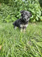 Abby, a female German Shepherd Dog for sale in Dundee, OH – 2 of 9