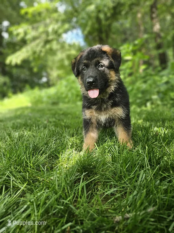 Sammy – German Shepherd Dog puppy for sale in Dundee, OH