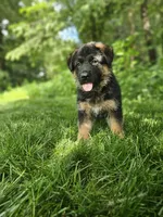 Sammy, a male German Shepherd Dog for sale in Dundee, OH – 1 of 8