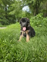 Sparky , a male German Shepherd Dog for sale in Dundee, OH – 4 of 8