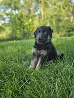 Jack, a male German Shepherd Dog for sale in Dundee, OH – 7 of 9