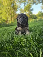 Rita's litter , a male German Shepherd Dog for sale in Dundee, OH – 4 of 10
