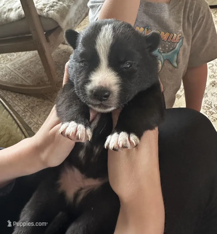 Kenai  – Australian Shepherd, Siberian Husky puppy for sale in Glasgow, KY