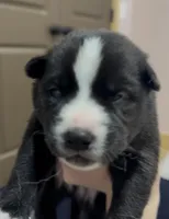Kenai , a male Australian Shepherd and Siberian Husky for sale in Glasgow, KY – Photo 6 of 7
