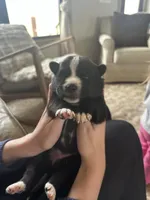 Kenai , a male Australian Shepherd and Siberian Husky for sale in Glasgow, KY – Photo 2 of 7