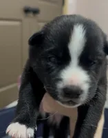 Kenai , a male Australian Shepherd and Siberian Husky for sale in Glasgow, KY – Photo 3 of 7