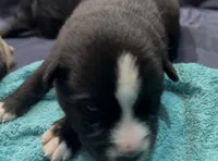 Kenai , a male Australian Shepherd and Siberian Husky for sale in Glasgow, KY – Photo 5 of 7