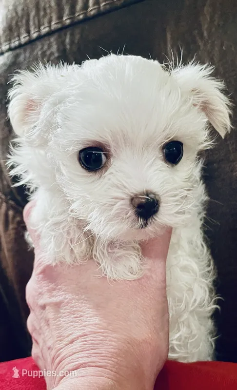 Sophie – Maltese puppy for sale in Atlanta, GA
