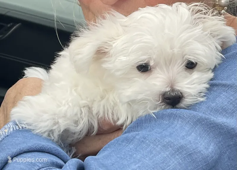 Murphy – Maltese puppy for sale in Atlanta, GA