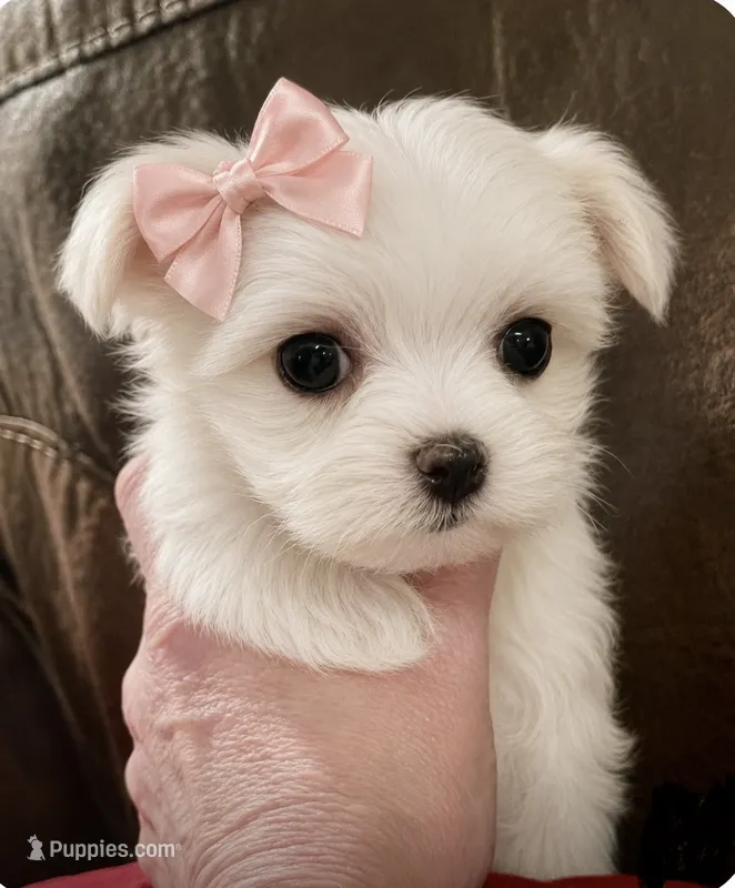 Sophie, a female Maltese for sale in Birmingham, AL – 1 of 1