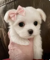 Sophie, a female Maltese for sale in Birmingham, AL – 1 of 1