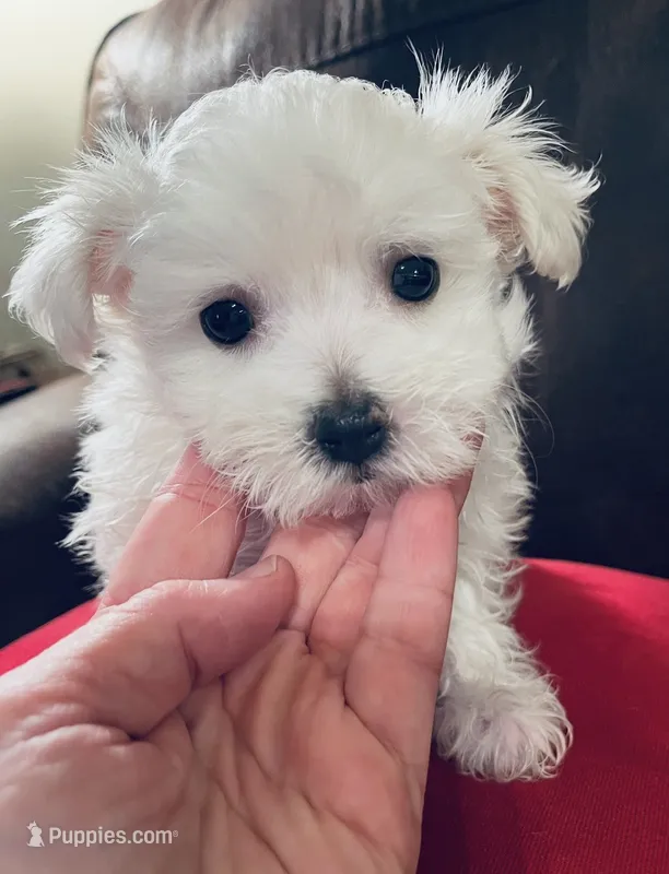 Murphy – Maltese puppy for sale in Atlanta, GA