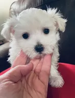 Sophie, a female Maltese for sale in Atlanta, GA – 2 of 2