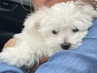 Murphy, a male Maltese for sale in Atlanta, GA – 3 of 5