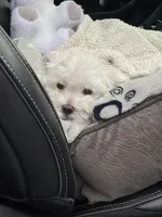 Murphy, a male Maltese for sale in Atlanta, GA – 2 of 5