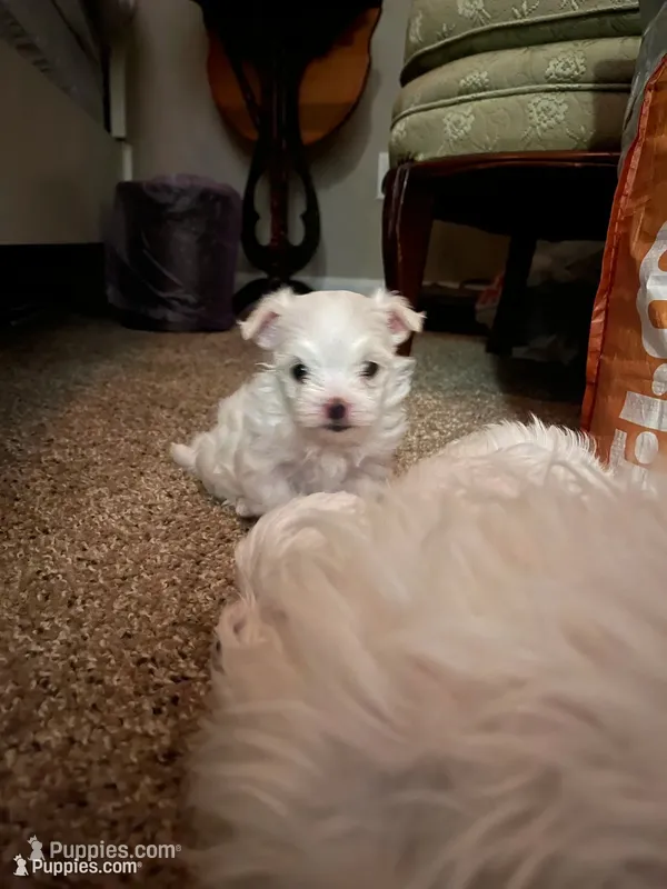 Sophia – Maltese puppy for sale in Birmingham, AL