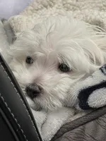 Murphy, a male Maltese for sale in Atlanta, GA – 4 of 5