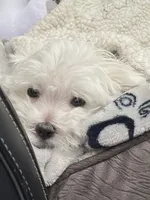 Murphy, a male Maltese for sale in Atlanta, GA – 5 of 5