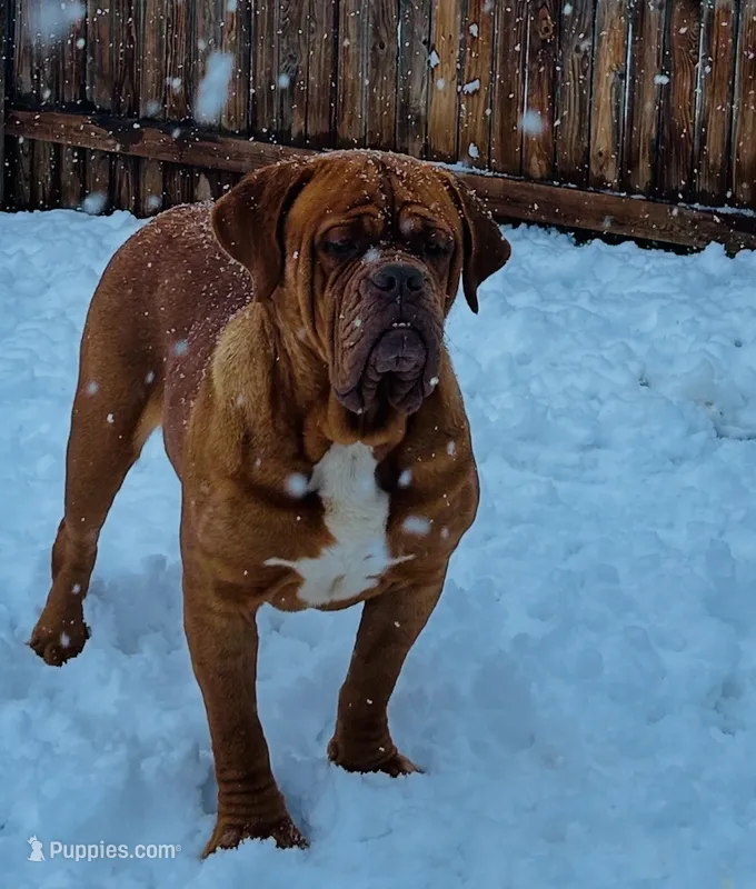 Hazy – Dogue de Bordeaux puppy for sale in Aurora, CO
