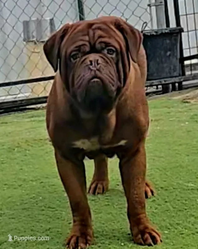 Reddie – Dogue de Bordeaux puppy for sale in Aurora, CO