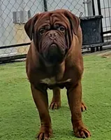 Reddie, a male Dogue de Bordeaux for sale in Aurora, CO – 1 of 1