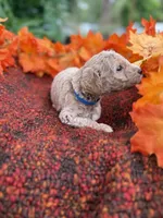 King, a male Miniature Goldendoodle for sale in Fort Myers, FL – Photo 2 of 3