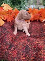 Lilo, a female Miniature Goldendoodle for sale in Fort Myers, FL – Photo 1 of 2